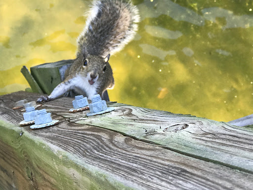 Park «Wall Springs Park», reviews and photos, 3725 Desoto Blvd, Palm Harbor, FL 34683, USA