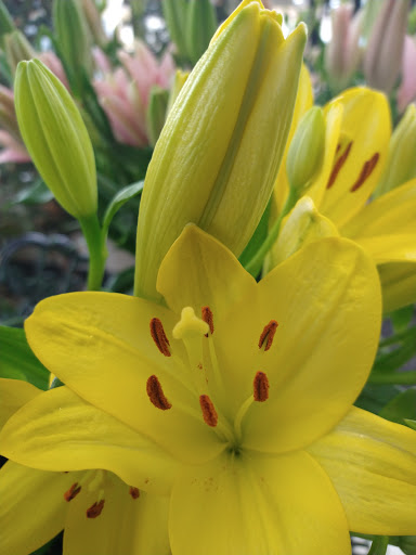 Florist «Grace Harper Florist, Inc.», reviews and photos, 4135 Woodward Ave, Detroit, MI 48201, USA