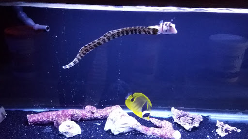 Tropical Fish Store «Beyond the Reef», reviews and photos, 205 W Golf Rd, Schaumburg, IL 60195, USA