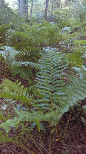 Nature Preserve «Edwin and Gertrude Grace Nature Preserve», reviews and photos, 24 Westbrook Ct, Greenlawn, NY 11740, USA