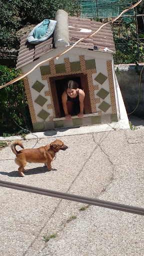 Pensioni per cani e dog hotel a Qua La Zampa - Pensione per cani e gatti