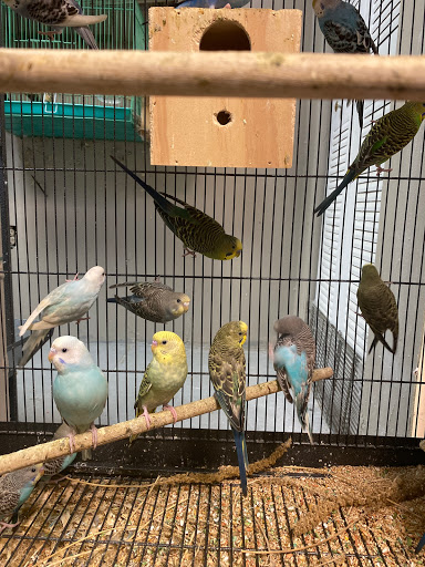 Pet Store «La Jungla Pet Shop», reviews and photos, 1865 W Flagler St, Miami, FL 33135, USA