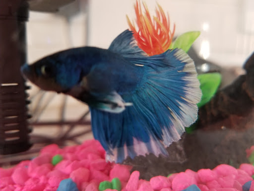 Pet Supply Store «Petco Animal Supplies», reviews and photos, 7811 Alexander Promenade PI, Raleigh, NC 27617, USA