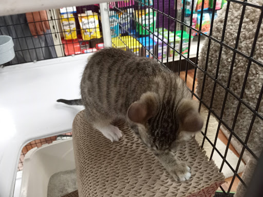 Pet Supply Store «Pet Supermarket», reviews and photos, 1040 Palm Coast Pkwy NW, Palm Coast, FL 32137, USA