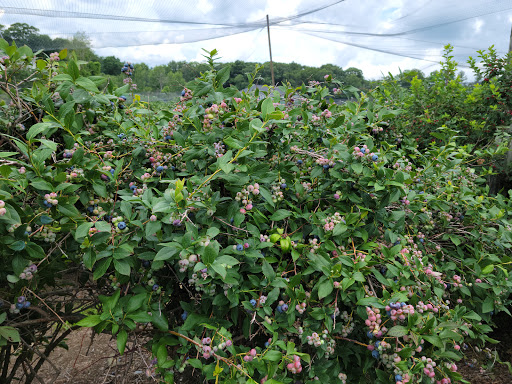 Orchard «George Hill Orchards», reviews and photos, 582 George Hill Rd, South Lancaster, MA 01561, USA