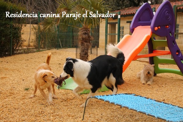 Residencia canina Soria Paraje Salvador