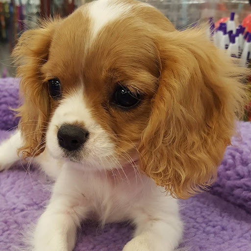 Pet Store «Friendly Pets», reviews and photos, 625 Friendly Center Rd, Greensboro, NC 27408, USA