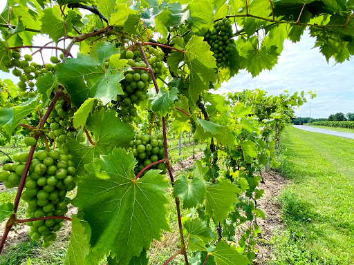 Winery «Three Brothers Wineries and Estates», reviews and photos, 623 Lerch Rd, Geneva, NY 14456, USA