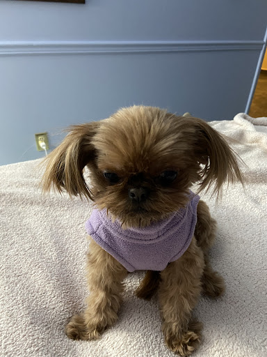 Pet Boarding Service «Idlewire Pet Care», reviews and photos, 5583 Harrison Blvd, South Ogden, UT 84403, USA