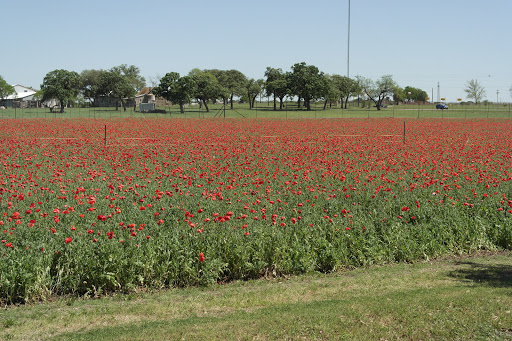 State Park «Lyndon B. Johnson State Park & Historic Site», reviews and photos, 199 Park Road 52, Stonewall, TX 78671, USA