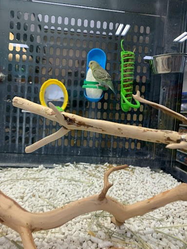 Pet Supply Store «PetSmart», reviews and photos, 20530 E 13 Mile Rd, Roseville, MI 48066, USA