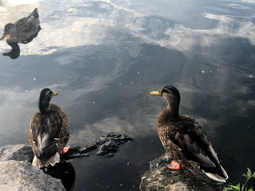 Park «Commonwealth Lake Park», reviews and photos, SW Butner Rd & SW Huntington Ave, Cedar Hills, OR 97225, USA