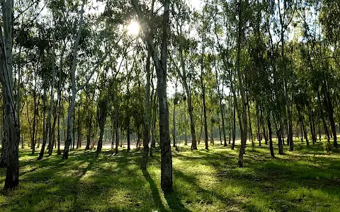 Forêt De Temara image