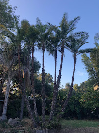 Reyes Garden Service - Photo 4 - Car repair in , Santa Barbara