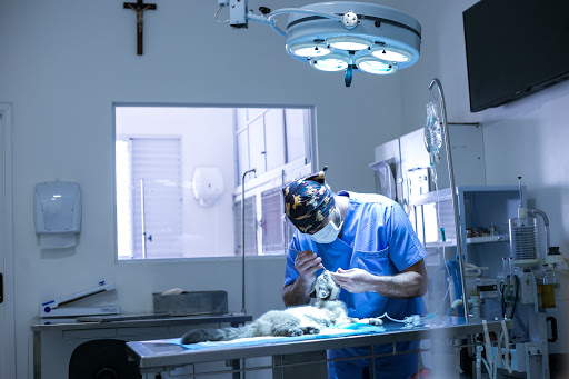 Clínica Veterinária É o Bicho em Sumaré - SP