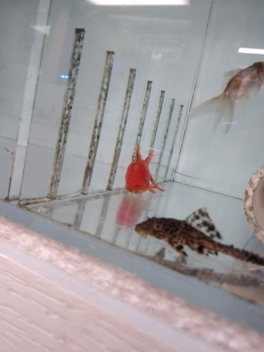 Pet Store «Fins and Skins», reviews and photos, 8451 49th St N, Pinellas Park, FL 33781, USA