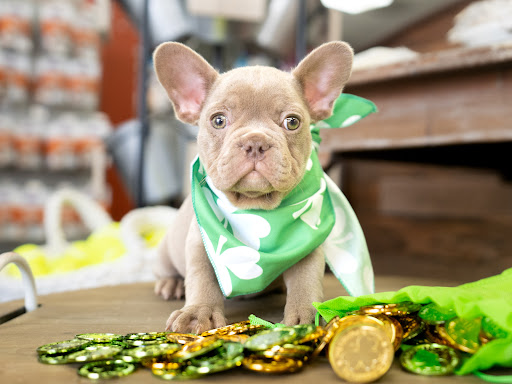 Pet Store «Petland», reviews and photos, 10289 Ulmerton Rd, Largo, FL 33771, USA