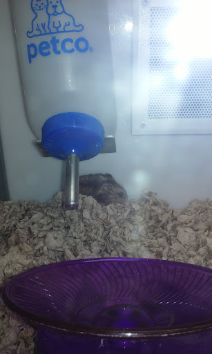 Pet Supply Store «Petco Animal Supplies», reviews and photos, 3454 Palmer Dr #7a, Cameron Park, CA 95682, USA