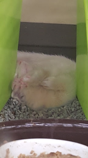 Pet Supply Store «Petco Animal Supplies», reviews and photos, 1080 Washington Square Center, Washington, MO 63090, USA