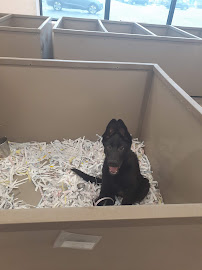 The Perfect Puppy - Photo 5 - Car repair in West Warwick, RI, Providence