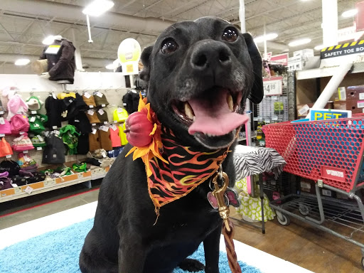 Home Improvement Store «Tractor Supply Co.», reviews and photos, 3000 S Memorial Dr, New Castle, IN 47362, USA