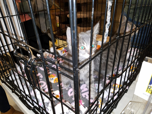 Pet Supply Store «PetSmart», reviews and photos, 6100 Arlington Blvd, Falls Church, VA 22044, USA