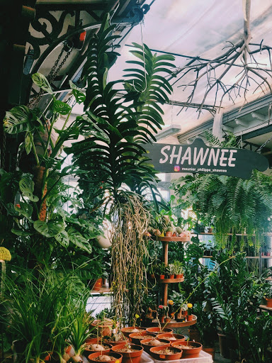 Shawnee -Plantshop Philippe Meunier