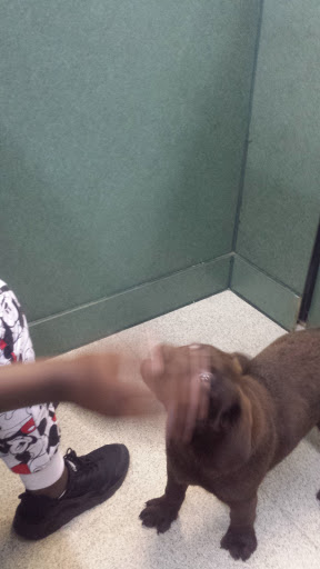 Pet Store «Petland Montgomery», reviews and photos, 7127 Eastchase Pkwy, Montgomery, AL 36117, USA