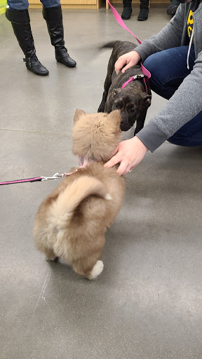 Pet Supply Store «Petco Animal Supplies», reviews and photos, 110 Percival Rd, Columbia, SC 29206, USA