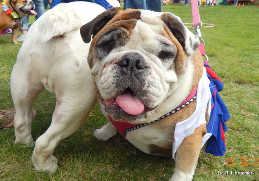 Dr. Kraemer Vet4Bulldog image