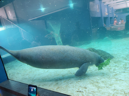 Aquarium «Mote Marine Laboratory & Aquarium», reviews and photos, 1600 Ken Thompson Pkwy, Sarasota, FL 34236, USA