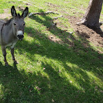 Photo n°1 de l'avis de Giancarlo.o fait le 12/06/2021 à 18:02 sur le  Agriturismo La Selva à Arzo