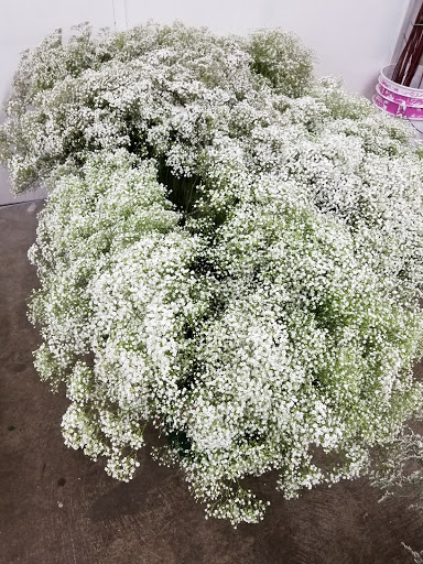 Florist «Salem Wholesale Flowers», reviews and photos, 1750 Fairgrounds Rd NE, Salem, OR 97301, USA