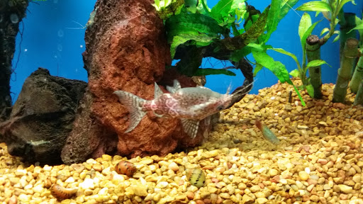 Pet Supply Store «Petco Animal Supplies», reviews and photos, 5631 Grove Blvd, Hoover, AL 35226, USA