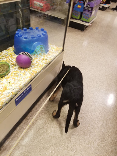 Pet Supply Store «PetSmart», reviews and photos, 12046 Paul Mayer Ave, Bridgeton, MO 63044, USA