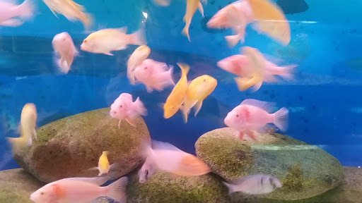Tropical Fish Store «Golden Fish Aquariums», reviews and photos, 7145 W Colfax Ave, Lakewood, CO 80214, USA