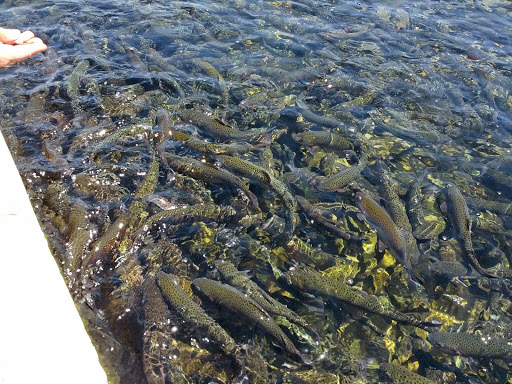 Fish farm Ventura