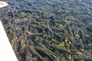 Fillmore Fish Hatchery image