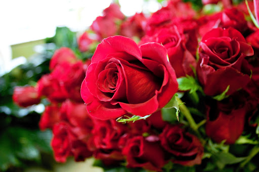 Florist «Carrollwood Florist», reviews and photos, 11745 N Dale Mabry Hwy, Tampa, FL 33618, USA