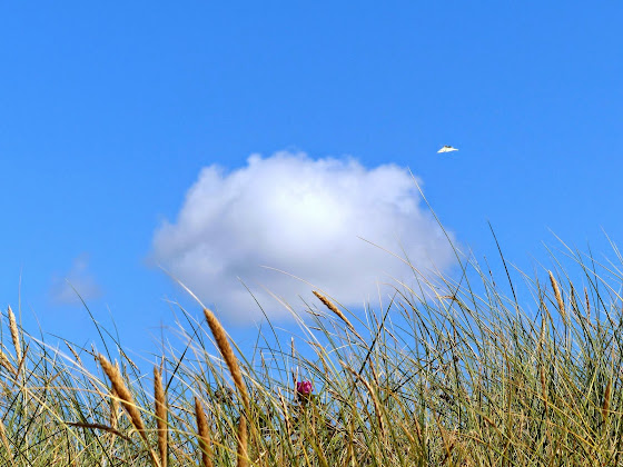 Extérieur Ferienwohnung Ferienwohnung Zilz 25980 Sylt