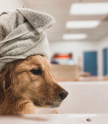 Pet Supply Store «Pet Wants», reviews and photos, 9486 S Union Square, Sandy, UT 84070, USA