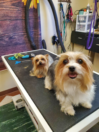 ALL 4 pet Ruidoso nm 88345