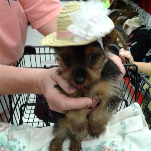 Pet Supply Store «Petco Animal Supplies», reviews and photos, 308 E Meighan Blvd, Gadsden, AL 35903, USA