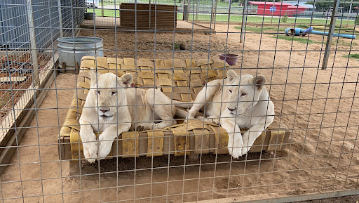 Ranch «Sharkarosa Wildlife Ranch», reviews and photos, 11670 Massey Rd, Pilot Point, TX 76258, USA