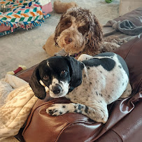 Debi's Dogs - Photo 2 - Car repair in Colorado Springs, CO, Colorado Springs