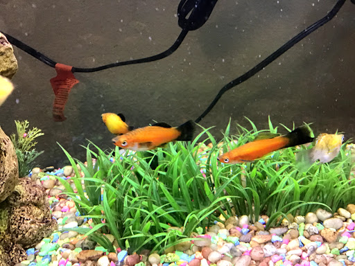 Pet Supply Store «Petco Animal Supplies», reviews and photos, 4030 N MacArthur Blvd #200, Irving, TX 75038, USA