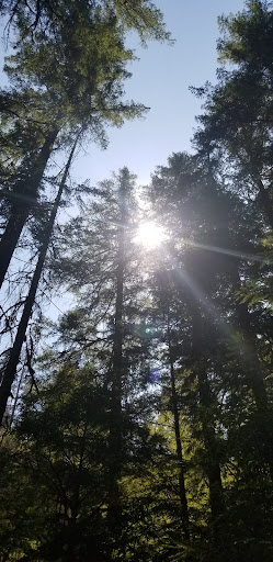 National Forest «Umpqua National Forest», reviews and photos, 1121 Houser Ct, Idleyld Park, OR 97447, USA