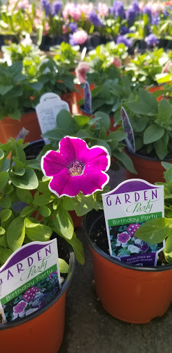 Florist «Dutch & Olgas Greenhouse», reviews and photos, 1285 NJ-36, Hazlet, NJ 07730, USA