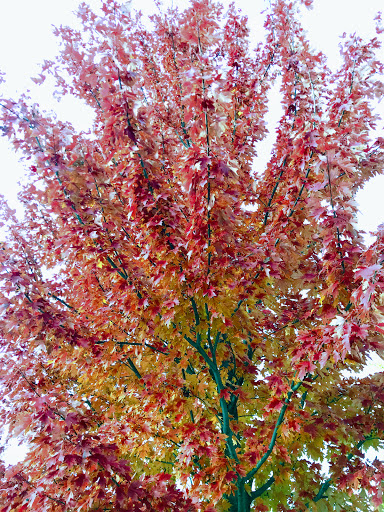 Park «Marquette Park», reviews and photos, 6743 S Kedzie Ave, Chicago, IL 60629, USA