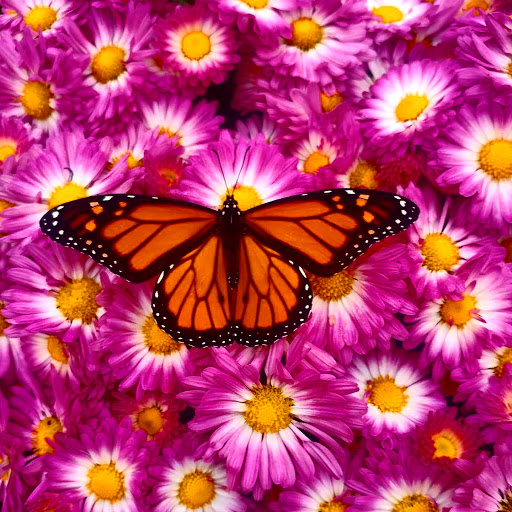 Car Dealer «Patriot Chevrolet», reviews and photos, 40 Autopark Blvd, Royersford, PA 19468, USA